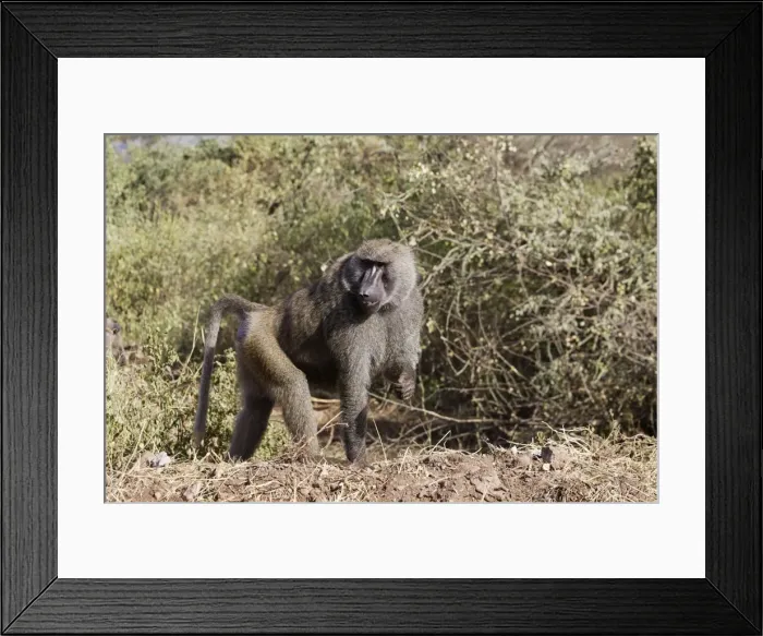 Framed Print : Olive Baboon - Male. Gidole - Pays Gardula - Ethiopie Framed Print : Olive Baboon - Male. Gidole - Pays Gardula - Ethiopie