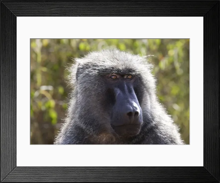 Framed Print : Olive Baboon - Male. Gidole - Pays Gardula - Ethiopie Framed Print : Olive Baboon - Male. Gidole - Pays Gardula - Ethiopie