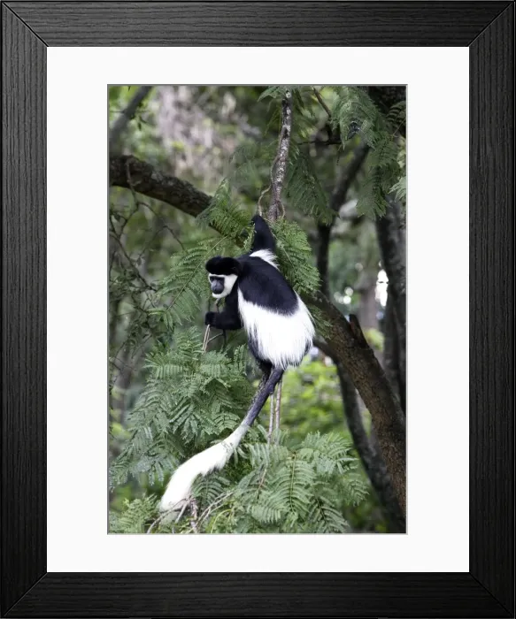 Framed Print : Western Black-and-white / King Colobus Monkey. Awasa - Arsi Region - Ethiopia Framed Print : Western Black-and-white / King Colobus Monkey. Awasa - Arsi Region - Ethiopia