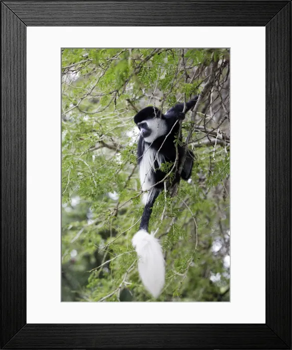 Framed Print : Western Black-and-white / King Colobus Monkey. Awasa - Arsi Region - Ethiopia Framed Print : Western Black-and-white / King Colobus Monkey. Awasa - Arsi Region - Ethiopia