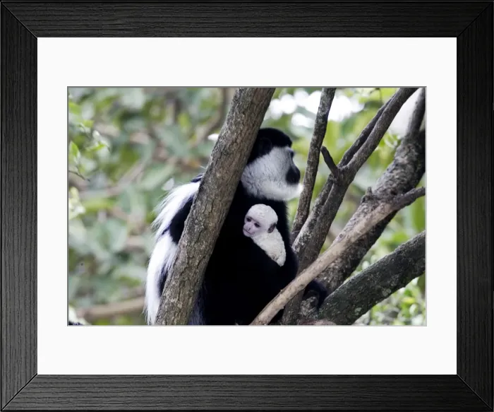 Framed Print : Western Black-and-white / King Colobus Monkey - with baby. Awasa - Arsi Region - Ethiopia Framed Print : Western Black-and-white / King Colobus Monkey - with baby. Awasa - Arsi Region - Ethiopia