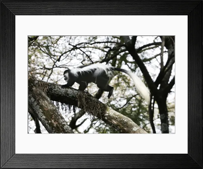 Framed Print : Western Black-and-white / King Colobus Monkey. Awasa - Arsi Region - Ethiopia Framed Print : Western Black-and-white / King Colobus Monkey. Awasa - Arsi Region - Ethiopia