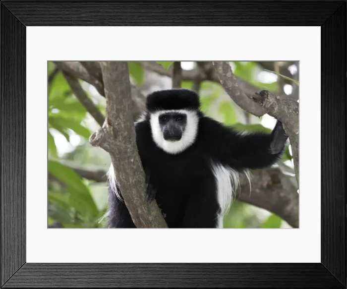 Framed Print : Western Black-and-white / King Colobus Monkey. Awasa - Arsi Region - Ethiopia Framed Print : Western Black-and-white / King Colobus Monkey. Awasa - Arsi Region - Ethiopia
