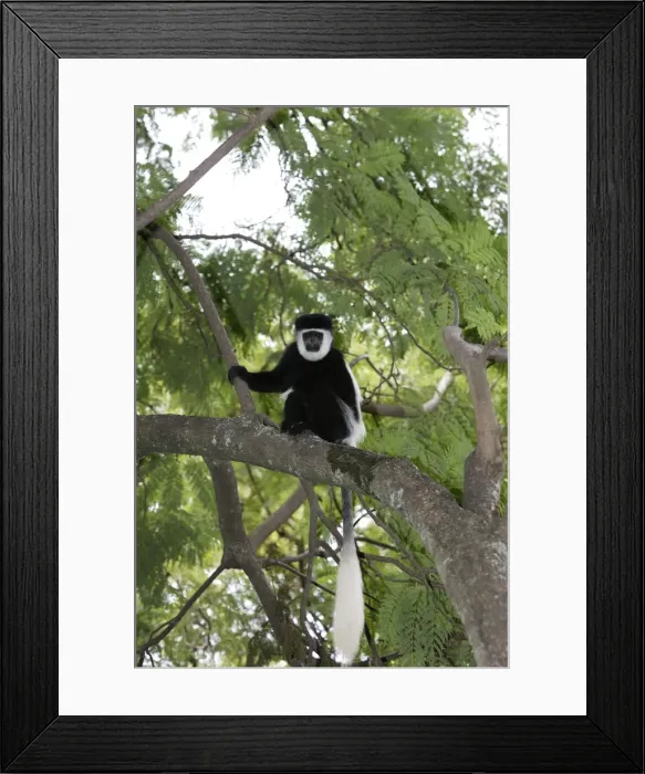 Framed Print : Western Black-and-white Colobus Monkey Ethiopia Framed Print : Western Black-and-white Colobus Monkey Ethiopia
