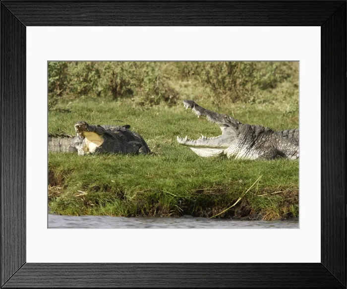 Framed Print : Nile Crocodile - Lake Chamo in Awasa - Ethiopia Locals call the area Crocodile market as many crocodiles concentrate in the same place. Crocodilus niloticus Framed Print : Nile Crocodile - Lake Chamo in Awasa - Ethiopia Locals call the area Crocodile market as many crocodiles concentrate in the same place. Crocodilus niloticus