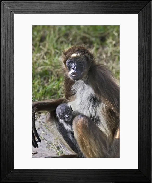 Framed Print : White-bellied Spider Monkey - with baby. Venezuela Framed Print : White-bellied Spider Monkey - with baby. Venezuela