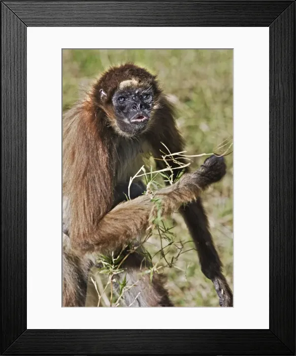 Framed Print : White-bellied Spider Monkey. Venezuela Framed Print : White-bellied Spider Monkey. Venezuela
