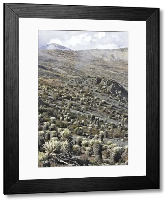 Framed Print : Frailejone. Pico de Aguila - National Park Sierra de la Culata - Andes - Venezuela Framed Print : Frailejone. Pico de Aguila - National Park Sierra de la Culata - Andes - Venezuela