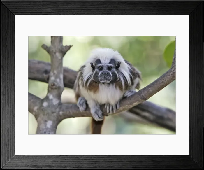Framed Print : Cotton-top Tamarin. Venezuela Framed Print : Cotton-top Tamarin. Venezuela