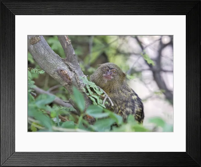 Framed Print : Pygmy Marmoset. Venezuela Latin formerly Callithrix pygmaea Framed Print : Pygmy Marmoset. Venezuela Latin formerly Callithrix pygmaea