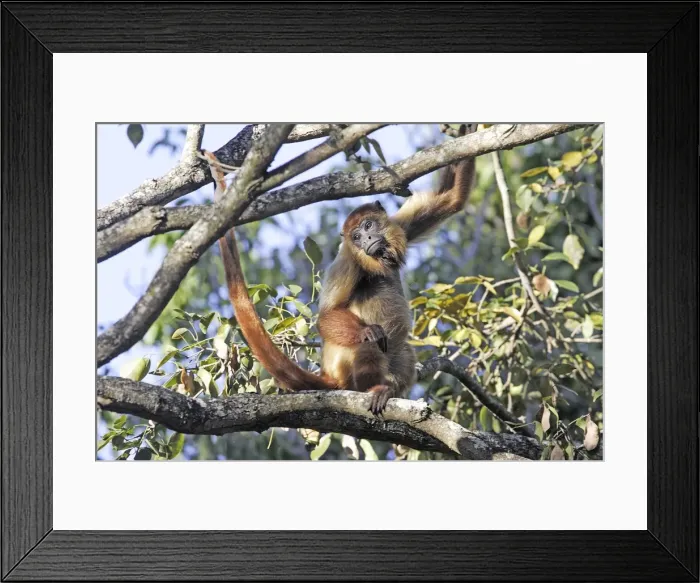 Framed Print : Brown Howler Monkey. Venezuela Framed Print : Brown Howler Monkey. Venezuela