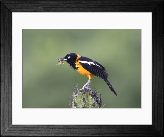 Framed Print : Yellow-hooded Blackbird - with grasshopper in beak. Coro Peninsula - Venezuela Framed Print : Yellow-hooded Blackbird - with grasshopper in beak. Coro Peninsula - Venezuela