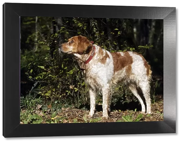 Brittany Spaniel - with bell around neck