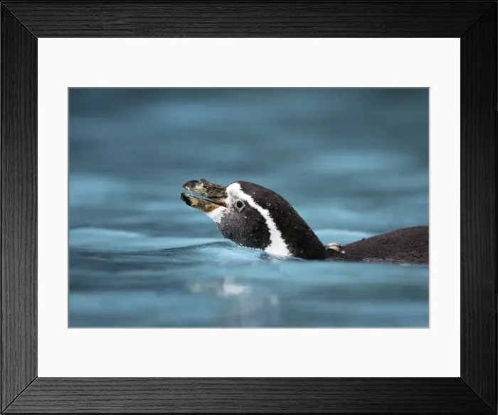 Framed Print : Humboldt Penguin - in water Framed Print : Humboldt Penguin - in water