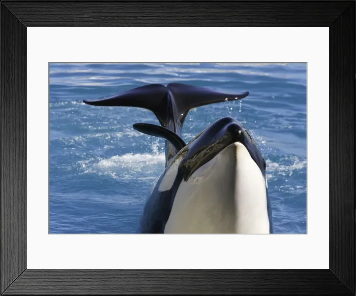 Framed Print : Killer Whale / Orca - performing at Aquarium Marineland - France Framed Print : Killer Whale / Orca - performing at Aquarium Marineland - France