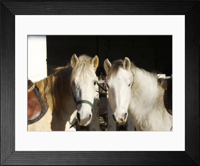 Framed Print : Camargue Horses - two. France Framed Print : Camargue Horses - two. France