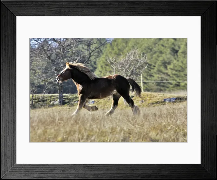 Framed Print : Horse - Trait Breton Framed Print : Horse - Trait Breton