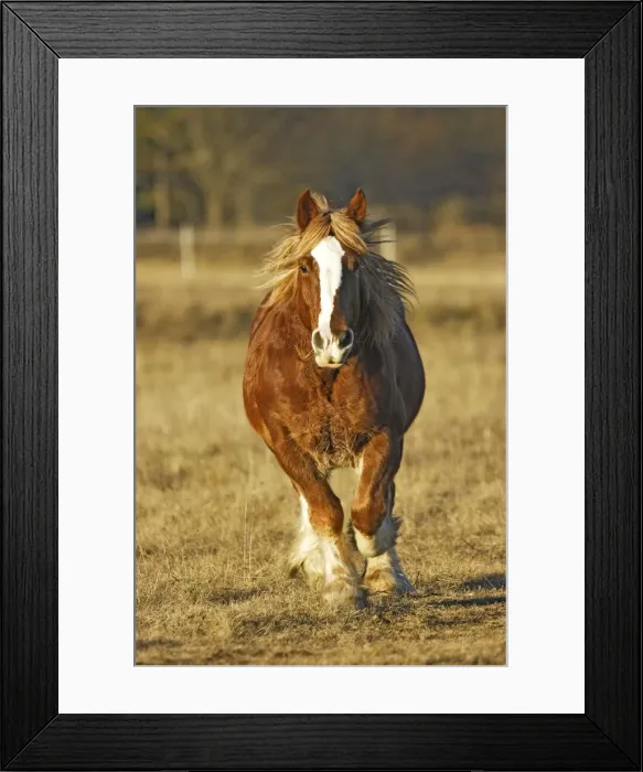 Framed Print : Horse - Trait Breton - Galloping towards camera Framed Print : Horse - Trait Breton - Galloping towards camera