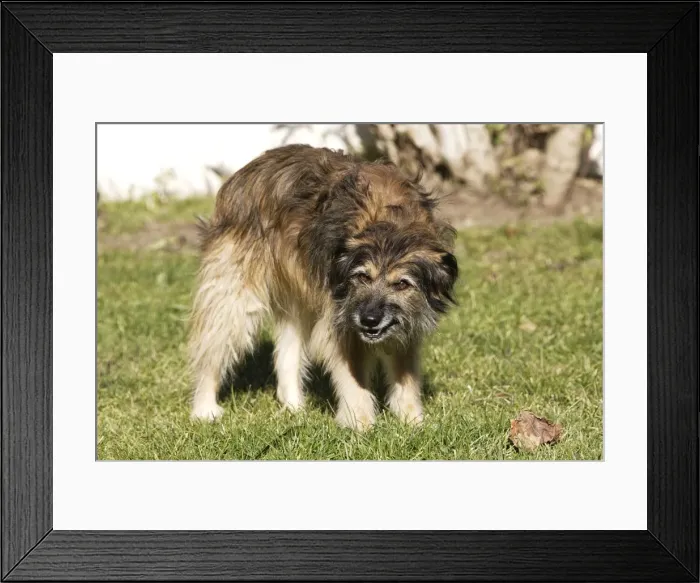 Framed Print : Mongrel Dog Framed Print : Mongrel Dog