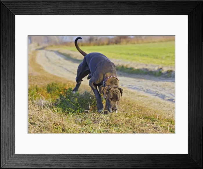 Framed Print : Great Dane. Also known as Deutsche Dogge Framed Print : Great Dane. Also known as Deutsche Dogge
