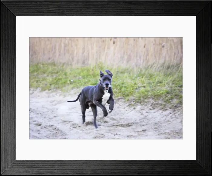 Framed Print : Great Dane - running. Also known as Deutsche Dogge