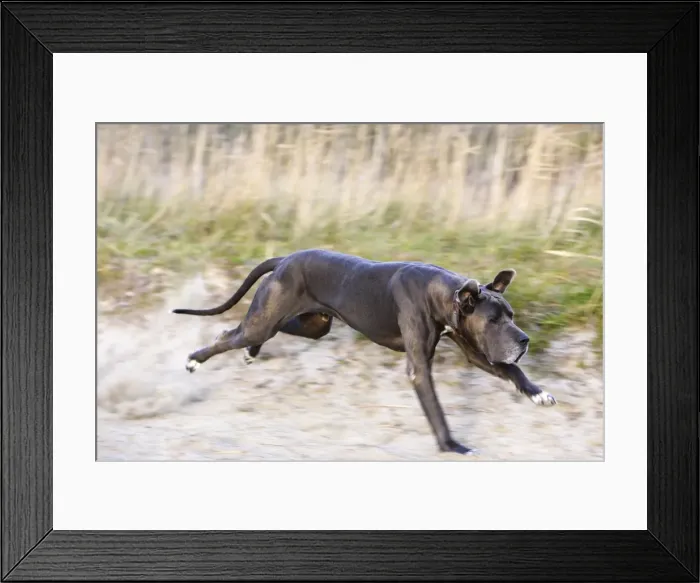 Framed Print : Great Dane - running. Also known as Deutsche Dogge Framed Print : Great Dane - running. Also known as Deutsche Dogge