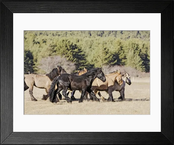 Framed Print : Horse - Mulassier du Poitou. France. Rare, they were used to breed mules Framed Print : Horse - Mulassier du Poitou. France. Rare, they were used to breed mules