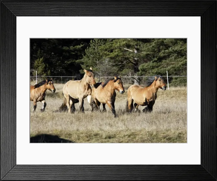 Framed Print : Horse - Mulassier du Poitou. France. Rare they were used to breed mules Framed Print : Horse - Mulassier du Poitou. France. Rare they were used to breed mules