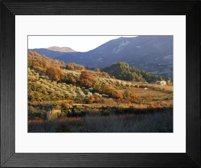 Framed Print : Olive Trees - Drome Provencale - France Framed Print : Olive Trees - Drome Provencale - France