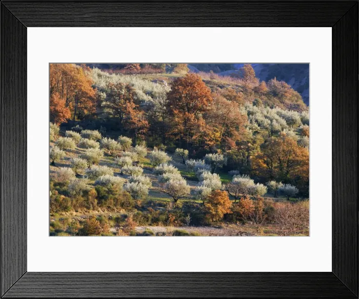 Framed Print : Olive Trees - La Drome Provencale - France Framed Print : Olive Trees - La Drome Provencale - France