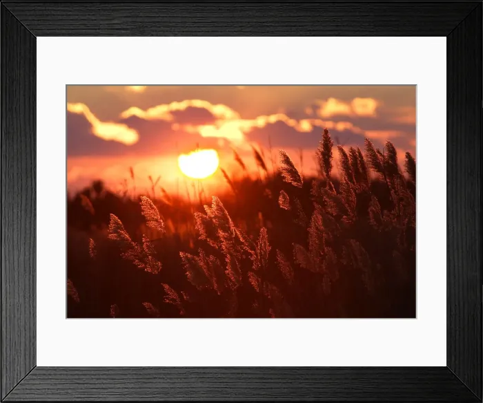 Framed Print : Reeds - with sun setting behind. Saintes Maries de la Mer - Carmargue - France Framed Print : Reeds - with sun setting behind. Saintes Maries de la Mer - Carmargue - France