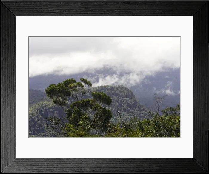 Framed Print : Tropical Rainforest - Bolivar State - Venezuela Framed Print : Tropical Rainforest - Bolivar State - Venezuela