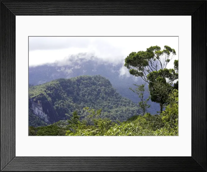 Framed Print : Tropical Rainforest - Bolivar State - Venezuela Framed Print : Tropical Rainforest - Bolivar State - Venezuela