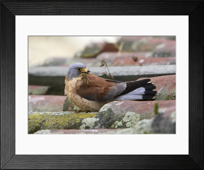 Framed Print : Lesser Kestrel - male with mole-cricket in beak. Caceres - Extramadura - Spain Framed Print : Lesser Kestrel - male with mole-cricket in beak. Caceres - Extramadura - Spain
