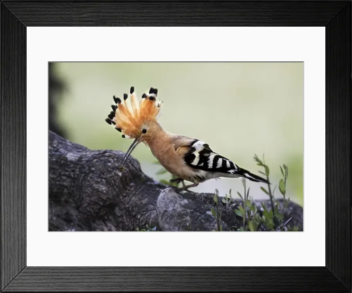 Framed Print : Hoopoe - with mole-cricket in beak. Caceres - Extramadura - Spain Framed Print : Hoopoe - with mole-cricket in beak. Caceres - Extramadura - Spain