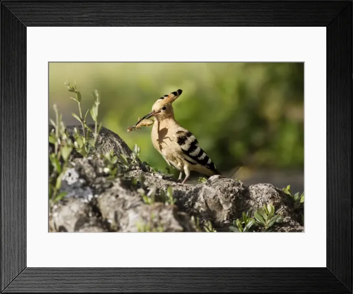 Framed Print : Hoopoe - with mole-cricket in beak. Caceres - Extramadura - Spain