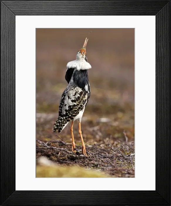 Framed Print : Ruff - male in breeding plumage eating mosquitoes. Varanger - Norway Framed Print : Ruff - male in breeding plumage eating mosquitoes. Varanger - Norway