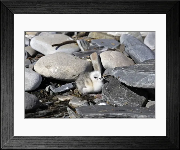 Framed Print : Black-legged Kittiwake - chick. Varanger - Norway Framed Print : Black-legged Kittiwake - chick. Varanger - Norway