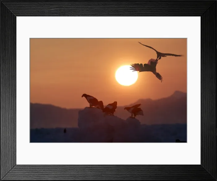Framed Print : Steller's Sea Eagle - at sunset - Hokkaido - Japan Framed Print : Steller's Sea Eagle - at sunset - Hokkaido - Japan