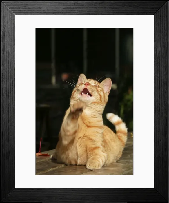 Framed Print : Domestic cat - ginger tabby Framed Print : Domestic cat - ginger tabby