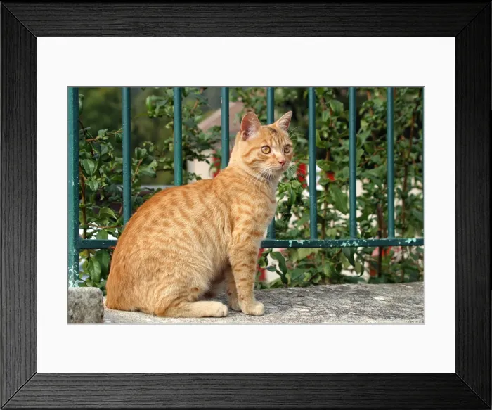 Framed Print : Domestic cat - ginger tabby Framed Print : Domestic cat - ginger tabby