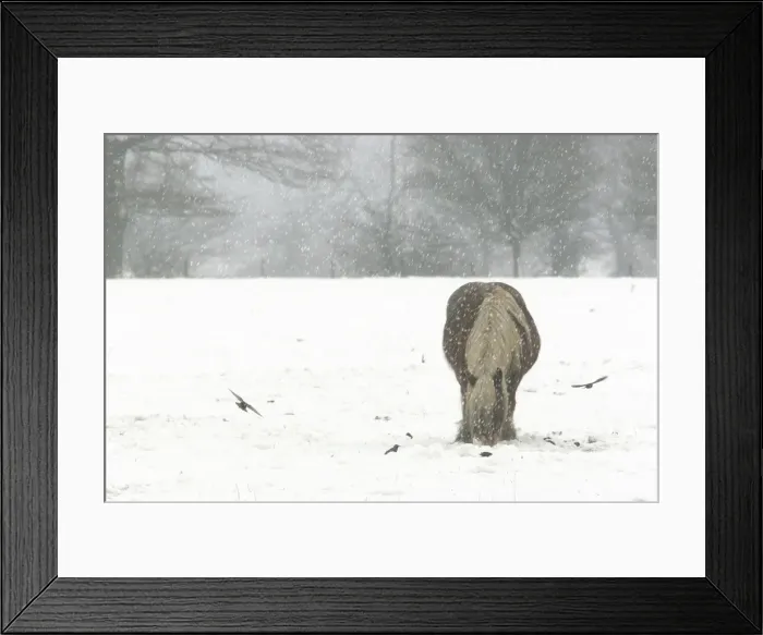 Framed Print : Horse - grazing in the snow Dombes, Ain, France