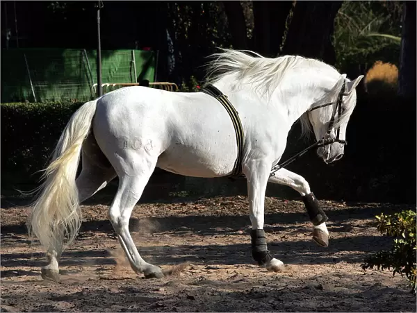 Pure Blood Andalusian Horse - training. The Royal School of Equestrian Art (Ecole Royale d'Equitation de Jerez de la Frontera) - Spain