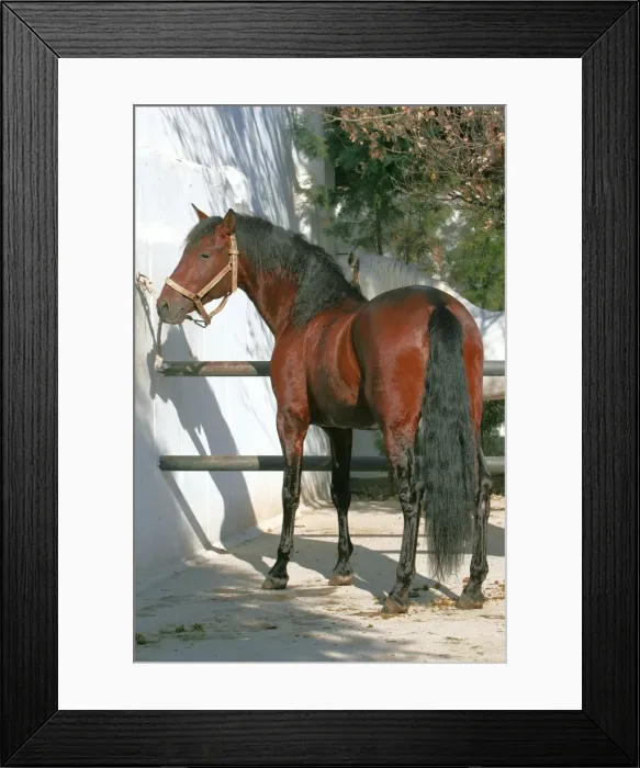 Framed Print : Pure Blood Andalusian Horse. The Royal School of Equestrian Art (Ecole Royale d'Equitation de Jerez de la Frontera) - Spain Framed Print : Pure Blood Andalusian Horse. The Royal School of Equestrian Art (Ecole Royale d'Equitation de Jerez de la Frontera) - Spain