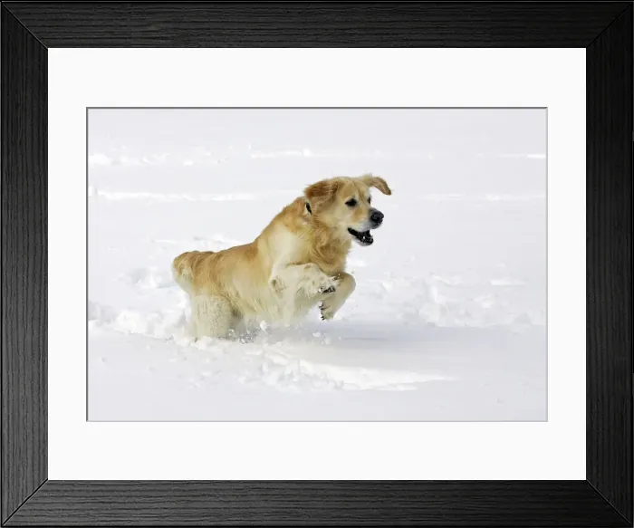 Framed Print : Dog - Golden Retriever - running through deep snow Framed Print : Dog - Golden Retriever - running through deep snow