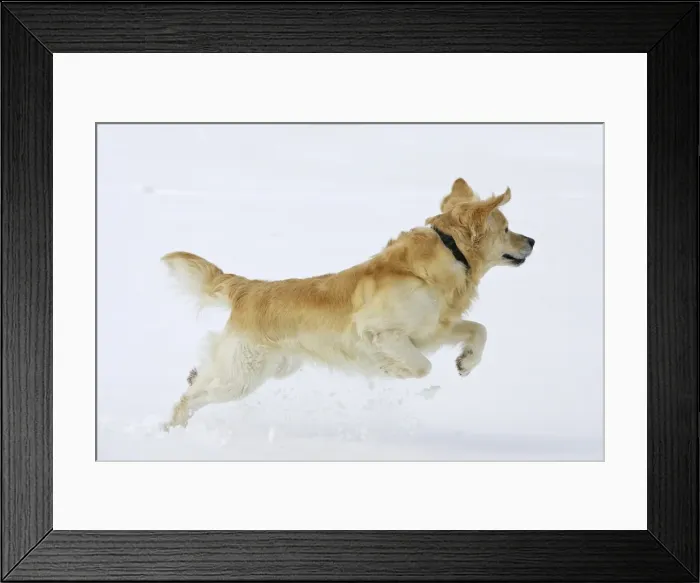 Framed Print : Dog - Golden Retriever - running through deep snow Framed Print : Dog - Golden Retriever - running through deep snow