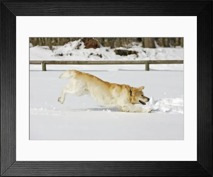 Framed Print : Dog - Golden Retriever - playing in deep snow Framed Print : Dog - Golden Retriever - playing in deep snow