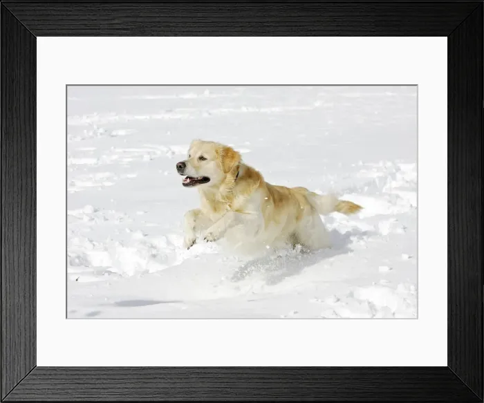Framed Print : Dog - Golden Retriever - running through deep snow Framed Print : Dog - Golden Retriever - running through deep snow