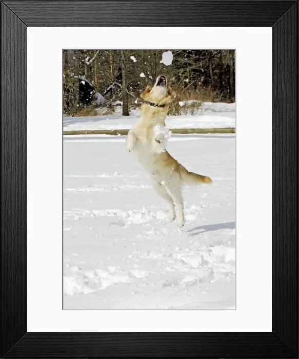 Framed Print : Dog - Golden Retriever - in snow - leaping to catch snowball Framed Print : Dog - Golden Retriever - in snow - leaping to catch snowball