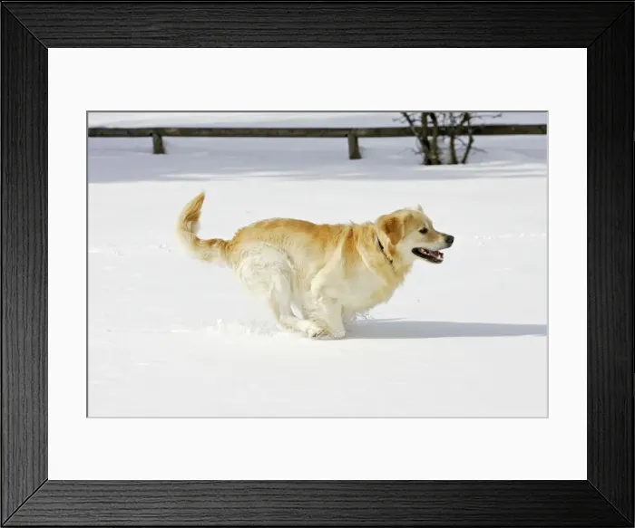 Framed Print : Dog - Golden Retriever - running through deep snow Framed Print : Dog - Golden Retriever - running through deep snow